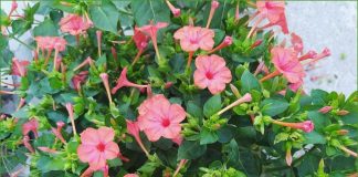 Разнообразие цветов мираблиса: его виды