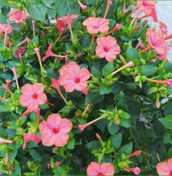 Разнообразие цветов мираблиса: его виды