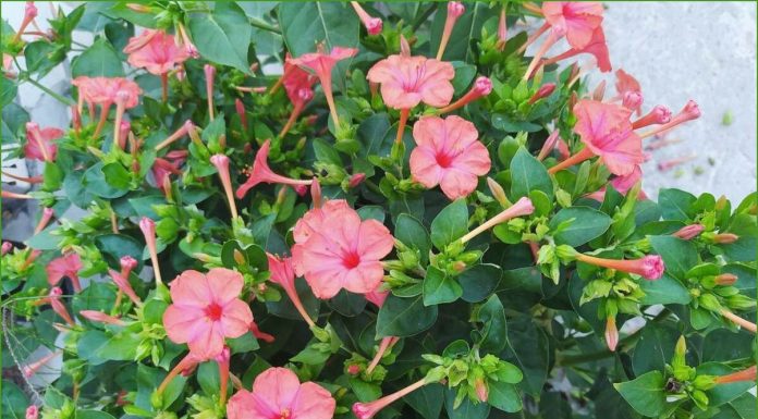 Разнообразие цветов мираблиса: его виды