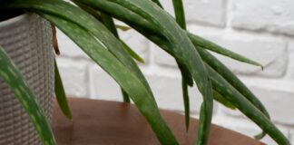 Сдача квартиры в аренду как самозанятый что нужно знать