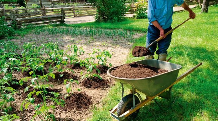 Стимулятор роста для растений: использование