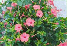 Разнообразие цветов мираблиса: его виды